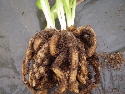Sacoila lanceolata (5).JPG