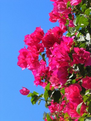 Bougainvillea.jpg