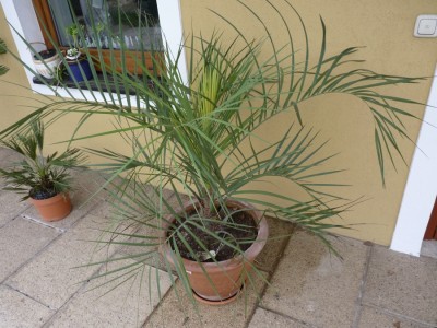 butia.jpg