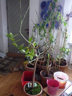 Buddhas hand.jpg