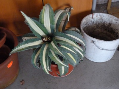 agave.jpg