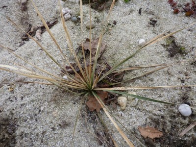 yucca rostrata.jpg