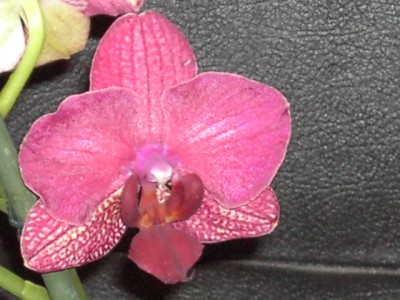 Phalaenopsis-Naturform 2.JPG