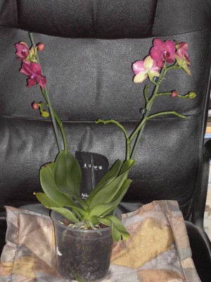 Phalaenopsis-Naturform.JPG