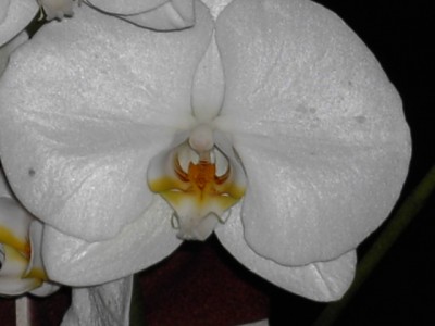 Phalaenopsis-2_1 13cm große Blüte.JPG