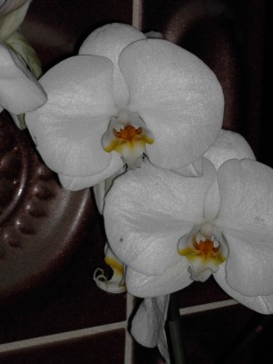 Phalaenopsis-2 13cm große Blüte.JPG