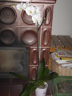 Phalaenopsis-2 - 13cm große Blüte.JPG