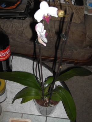 Phalaenopsis1.JPG