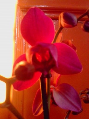 Phalenopsis........JPG