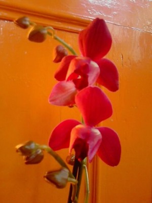 Phalenopsis.......JPG