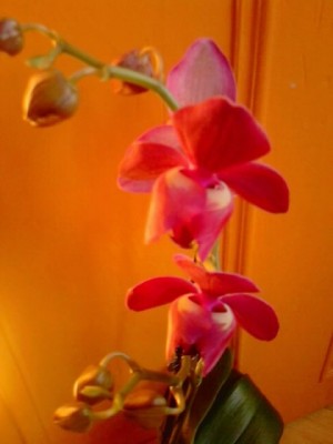Phalenopsis.....JPG