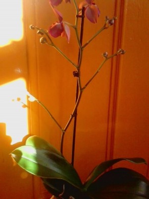 Phalenopsis....JPG