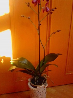 Phalenopsis...JPG
