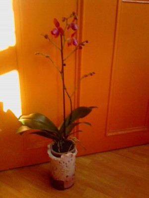 Phalenopsis.JPG