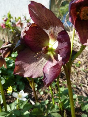 Helleborus2.jpg