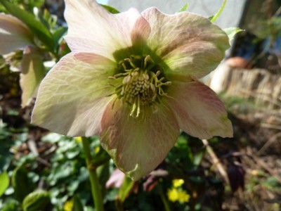 Helleborus1.jpg