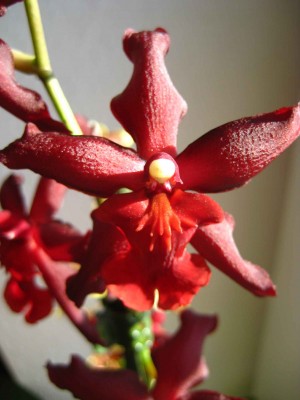 Wilsonara Red .jpg