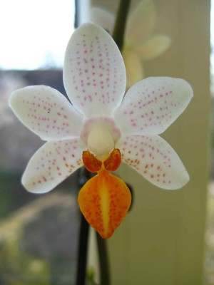 Phalaenopsis Mini Mark .jpg