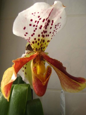 Paphiopedilum.jpg