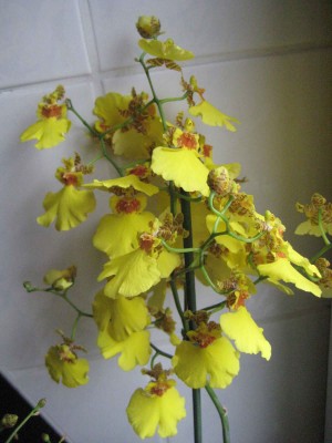 Oncidium.jpg