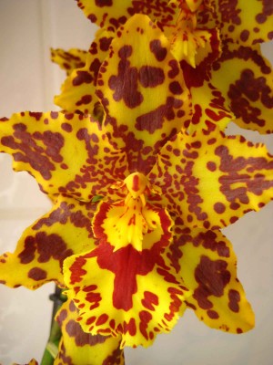 Odontocidium.jpg