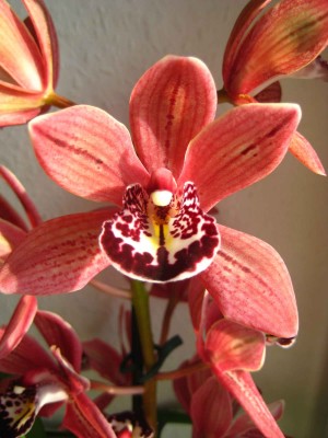 Cymbidium .jpg