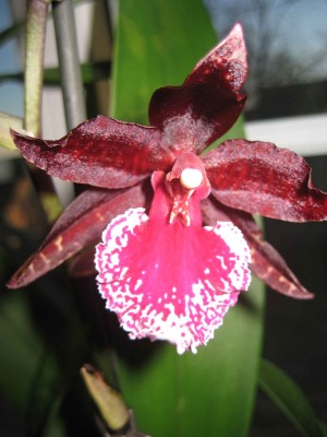 Colmanara Massai.jpg