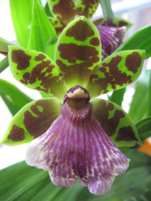 Zygopetalum.jpg