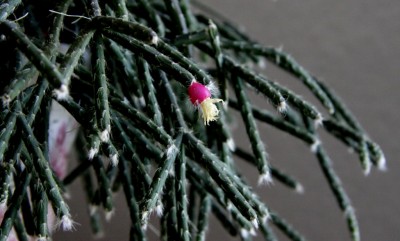 IMG_2495.JPG