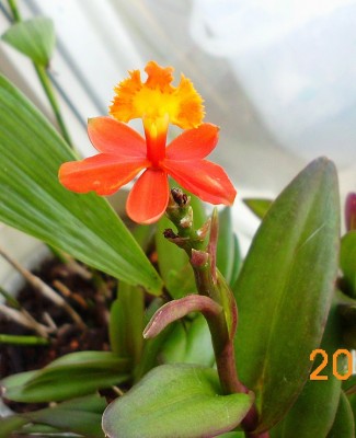DSCI0925.JPG