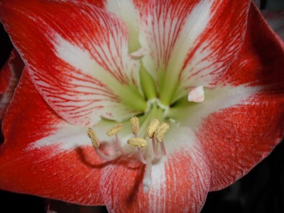 Hipp1- 22.03.11.JPG