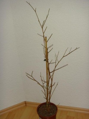 SNV338671.jpg