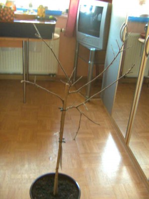 Hammerstrauch 005.JPG