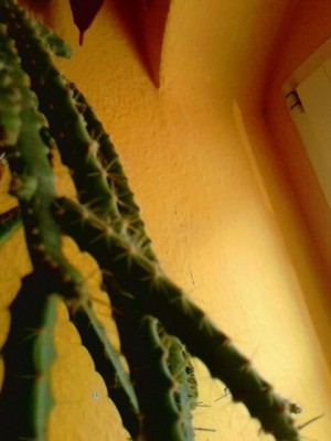 Aporocactus cultivars.JPG