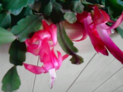 Schlumbergera3.JPG