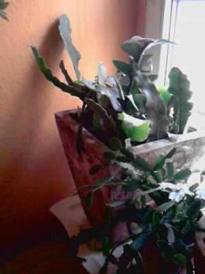diverse Epiphyllum4..im Vordergrund Schlumbergera...JPG