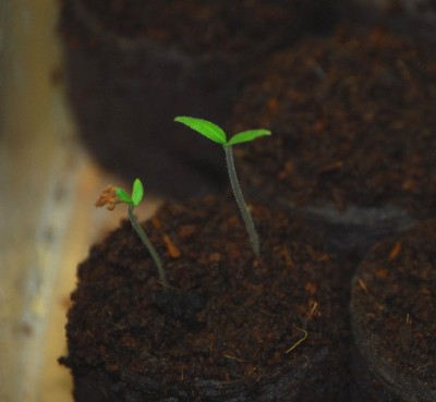 Mini-Pflaumen-Tomate 002yy.jpg