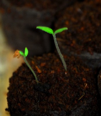 Mini-Pflaumen-Tomate 001yy.jpg