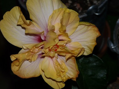 Toffey G 002.JPG