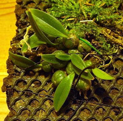 Bulbophyllum sutepense (1).jpg