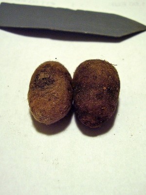 Brachycorythis helferi (1).jpg