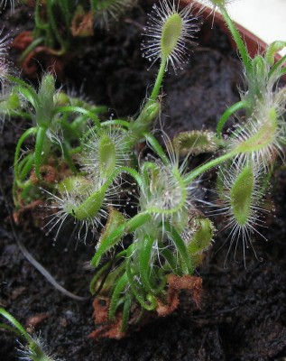 D.scorpioides.jpg