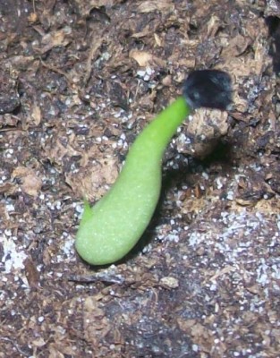 Agävchen.jpg