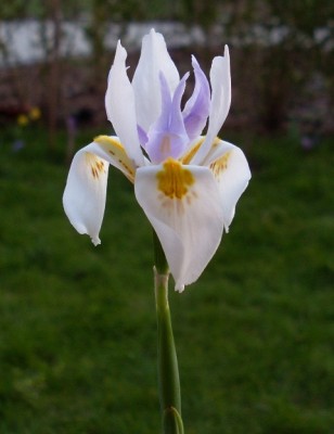 SL386025 - Kopie.JPG