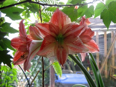 Apple Blossom.jpg