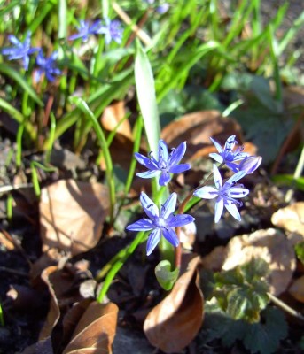 ScillaBifolia9913.jpg