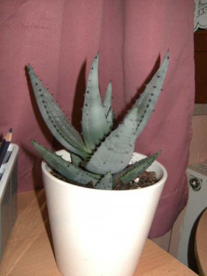 Aloe vera Pflanze 002.JPG