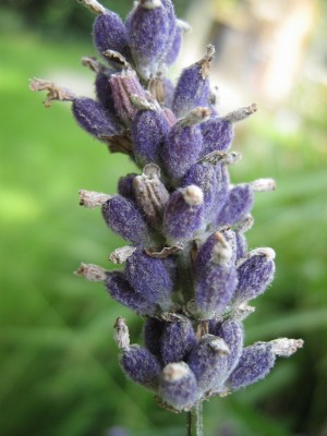 IMG_2211 Lavendel.jpg