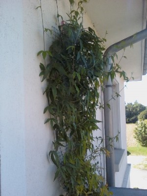 IMG010-01.jpg