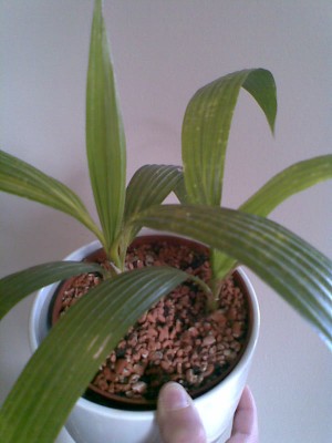 Palme.jpg